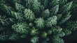 © Sirichat. Camphol - Top view of dark green forest landscape in winter Aerial natural scene of pine trees Countryside walkway gutters have a pine pattern on top. Adventure travel concept