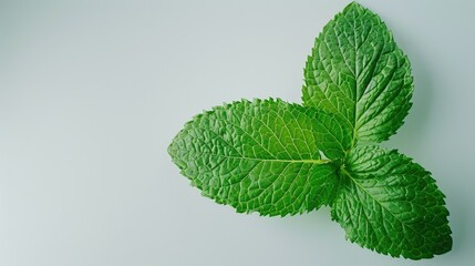 Wall Mural - Fresh green mint leaf with soft focus isolated on white, perfect for natural skincare ads