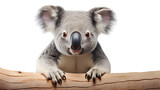 koala bear on a branch, studio shot isolated