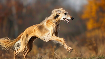 Wall Mural - Arabian greyhound dog is running in a field with its tail wagging