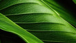 © Fang - Abstract closeup macro photography of green organic foliage texture leaves leaf background and design material, Generative AI