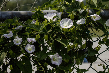 Poster - Convolvulus. Species of flowering plants . Common names include bindweed and morning glory