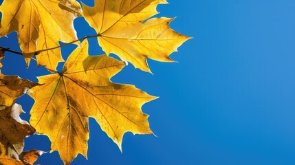 maple leaves on a sunny autumn day against a deep blue sky
