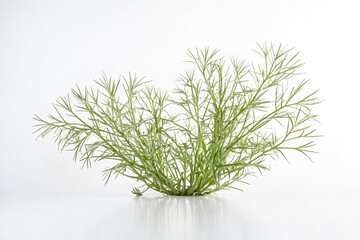 Wall Mural - Green plant on white background