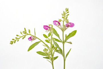 Poster - Pink Wildflower on White Background