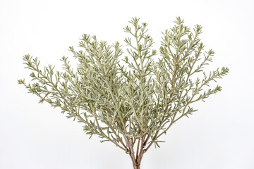 Poster - Silver Mound Artemisia Plant Isolated on White Background