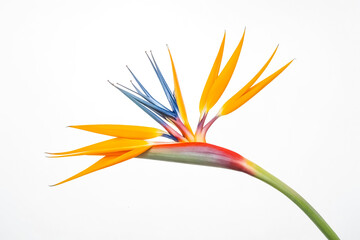 Wall Mural - Bird of Paradise Flower Isolated on White Background