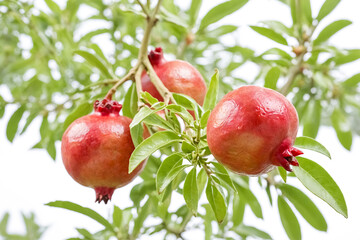 Poster - Ripe Pomegranates on a Tree Branch