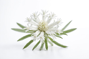Wall Mural - Delicate White Flower with Green Leaves on White Background