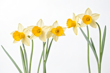 Wall Mural - Yellow Narcissus Flowers Isolated on White Background
