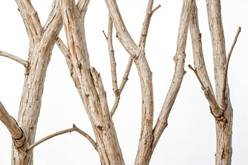 Wall Mural - Close-up of a dead tree trunk with white background