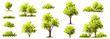 © Chanya_B - Vector watercolor of tree side view isolated on white background for landscape and architecture drawing, elements for environment and garden, painting botanical for section
