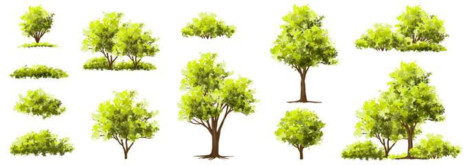 Wall Mural - vector watercolor of tree side view isolated on white background for landscape and architecture draw