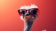 © Studio Nova - The Ostrich with Sunglasses
