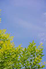 Wall Mural - nature and landscape concept with tree with cloud and sky background
