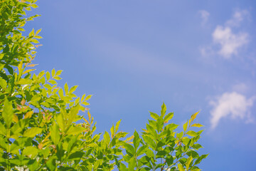 Wall Mural - nature and landscape concept with tree with sunlight and flare background