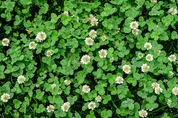 Wall Mural - Background of clover or trefoil (Trifolium) white flowers and green leaves in a sunny spring day, beautiful outdoor monochrome floral background.