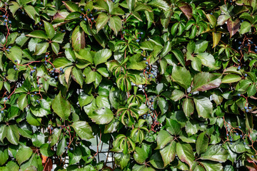 Wall Mural - Background with many large red and green leaves and blue berries of  Parthenocissus quinquefolia plant, known as Virginia creeper, five leaved ivy or five-finger, in a garden in a sunny autumn day.