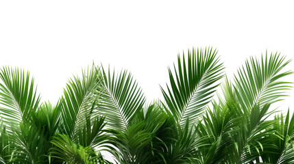 isolated palm trees on a white background