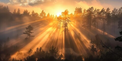 Wall Mural - Sunbeams Through Misty Forest at Sunrise