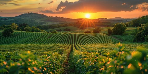 Wall Mural - Vineyard Sunset Landscape