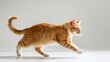 © The 2R Artificiality - Studio photograph of a striped ginger cat in motion on white floor