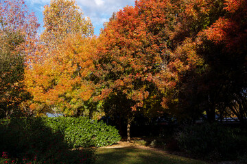 A touch of autumn at the Picton Botanical Gardens in NSW 