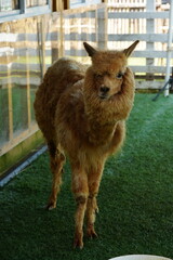 Poster - Vicugna pacos, commonly known as the alpaca, is a domesticated species of South American camelid. |羊駝