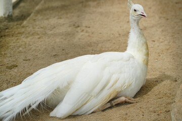 Wall Mural - white peafowl, often called white peacocks, are a color morph of the indian peafowl (pavo cristatus). while they are not a separate species, their unique and striking appearance sets them apart from t