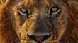 © Berkah - Male lion from the Kgalagadi desert facial portrait in fine art. Panthera leo.