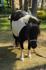 Poster - Ponies are small horses, usually measuring 14.2 hands (58 inches or 147 cm) or less at the withers. They come in various breeds, each with its own unique characteristics.|小馬