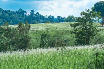 Wall Mural - Aerial view of beautiful rural landscape with green and white glass flower fields and trees under a sunny blue sky, National park, Thailand.