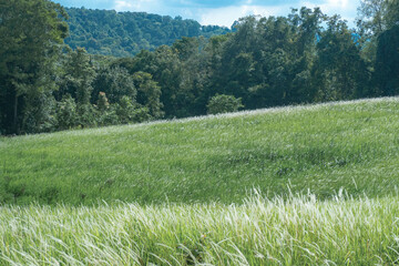 Wall Mural - Aerial view of beautiful rural landscape with green and white glass flower fields and trees under a sunny blue sky, National park, Thailand.