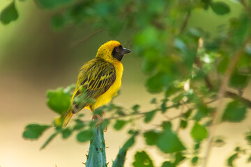 Wall Mural - Southern masked weaver (Ploceus velatus) building a nest in a tree in a backyard in Pretoria, South Africa