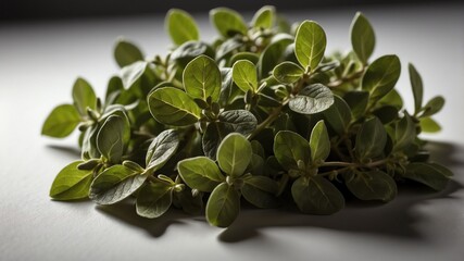 Wall Mural - bunch of oregano leaves on white table and plain background with dramatic lighting