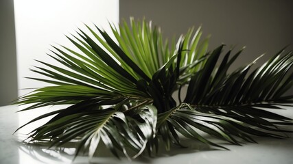 Wall Mural - bunch of palm leaves on white table and plain background with dramatic lighting