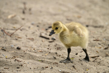 Wall Mural - Cute fluffy yellow baby Canada Goose goslings exploring a sandy beach