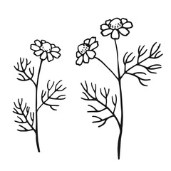 Wall Mural - Set of chamomile. Hand drawn vector illustration in outline style.