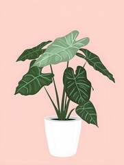 Wall Mural - Illustration of houseplant Alocasia polly in white pot on light pink pastel background. Simple design, digital art, minimalistic. Vertical.