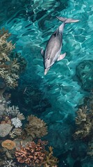 Wall Mural - Dolphin swimming over coral reef in clear blue water, top view. Marine life and underwater world concept