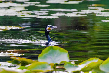 Wall Mural - Black Cormorant is swimming in a pond