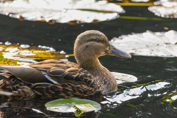 Wall Mural - A duck is swimming in a pond