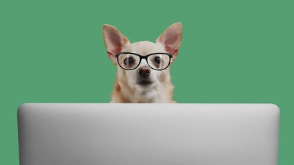 Wall Mural - portrait of smart puppy dog of the terrier breed office worker. dog is looking at laptop on a green 