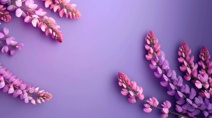 Wall Mural - Summer banner with pink lupine flowers on a purple background