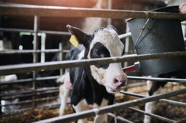 Calf, bucket and feeding by fence at farm for diet, health and growth at barn in countryside. Animal, cattle and livestock with nutrition for development, meat and dairy production in Argentina