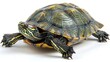© vimp - A red-eared slider turtle with a patterned shell