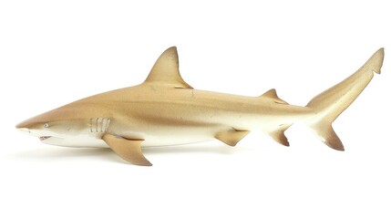 Sticker - Lemon Shark Isolated on White Background in Sandy Reef