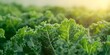 © Anastasiia - Lush green kale field with curly leaves bioorganic plantation under sunlight. Concept Nature Photography, Organic Farming, Agricultural Innovation, Sustainable Practices, Green Lifestyle
