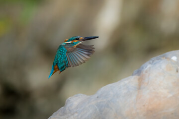 Wall Mural - Common Kingfisher in flight, (Small Blue Kingfisher) Alcedo atthis. Beautiful little blue-and-orange bird with a long, pointed bill. 