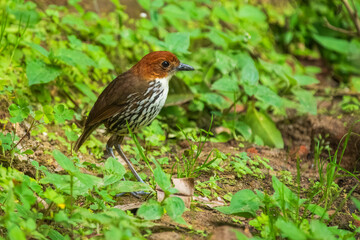 Wall Mural - Chestnut-crowned antpitta, Grallaria ruficapilla, bird family Grallariidae, from Ecuador and far northern Peru. Antpitta in the nature tropic forest habitat, Mindo, Ecuador. Brown bird in forest.